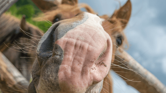 Common equine respiratory disease