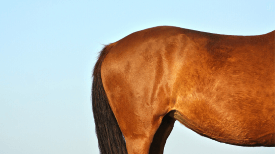 Equine gastric ulcer syndrome