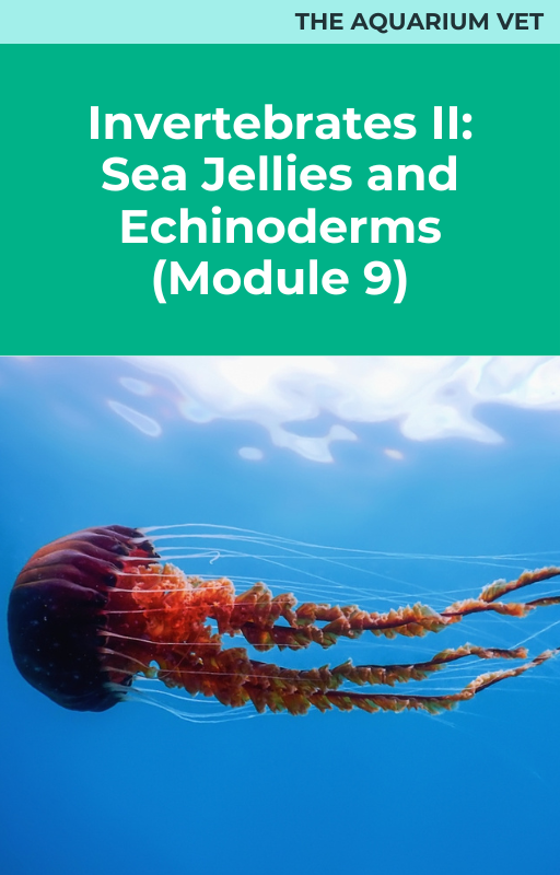 Invertebrates II: Sea Jellies and Echinoderms (Module 9)