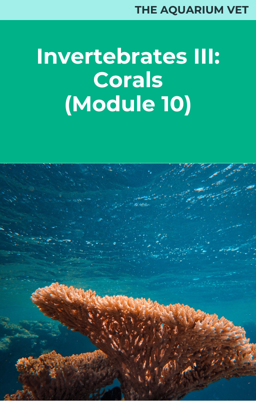 Invertebrates III: Corals (Module 10)