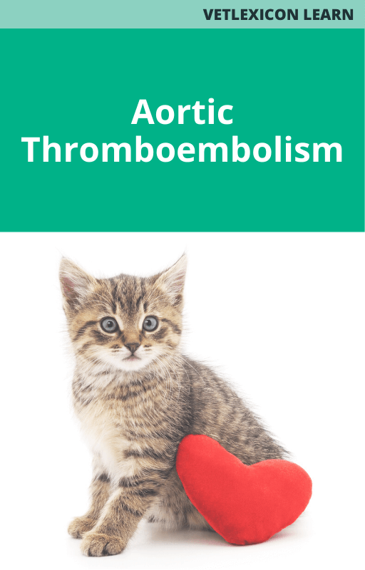 Feline Aortic Thromboembolism
