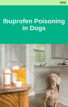 Veterinary Poison's Information Service Ibuprofen Poisoning in Dogs