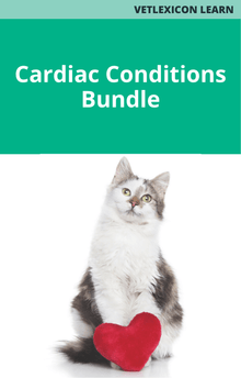 Feline Cardiac Conditions Course Bundle