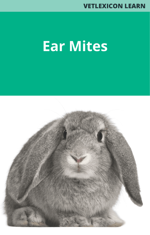 Rabbit Ear Mites