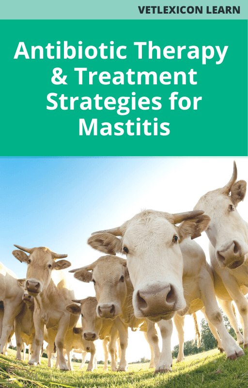 Antibiotic Therapy and Treatment Strategies for Mastitis Bovine