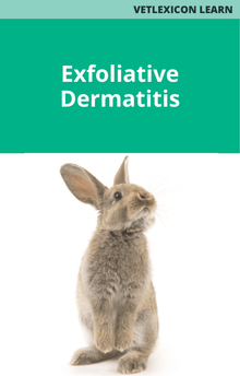 Rabbit Exfoliative Dermatitis