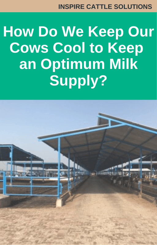 How Do We Keep Our Cows Cool to Keep an Optimum Milk Supply