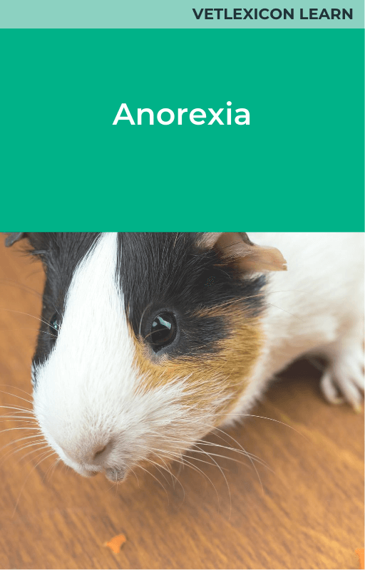 Guinea Pig Anorexia