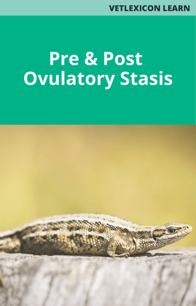 Pre and Post Ovulatory Stasis
