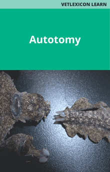 Reptile Autotomy