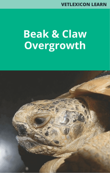 Beak and Claw Overgrowth Chelonia