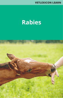 Equine Rabies
