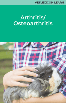 Arthritis Osteoarthritis Guinea Pig