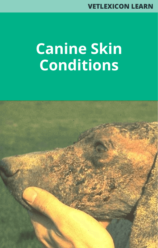 Canine Skin Conditions Course Bundle