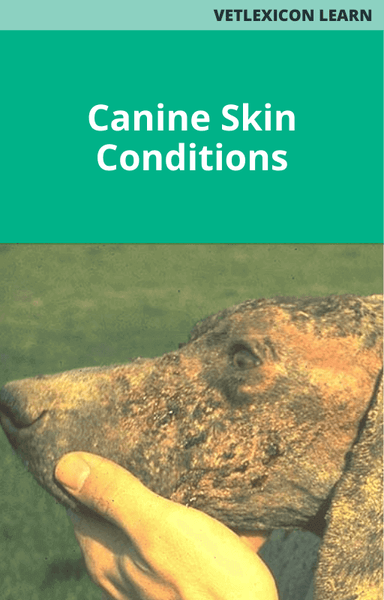 Canine Skin Conditions