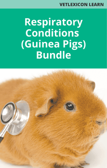 Guinea Pig Respiratory Conditions Course Bundle
