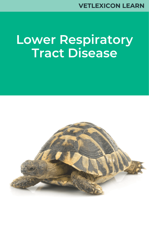 Reptile Lower Respiratory Tract Disease