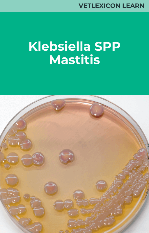 Klebsiella spp Mastitis