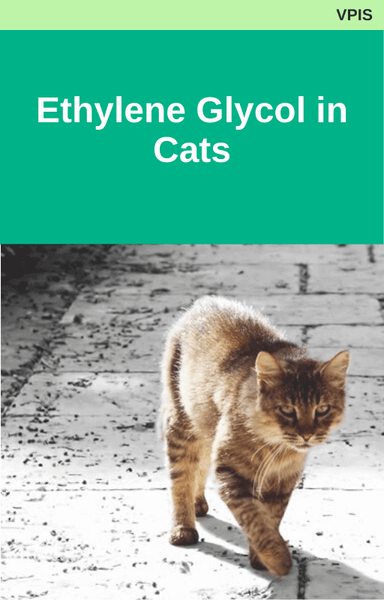 Ethylene Glycol in Cats