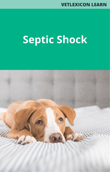 Septic Shock