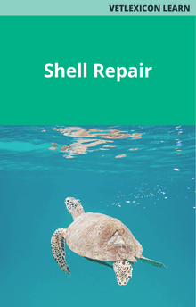 Chelonia Tortoise Shell Repair