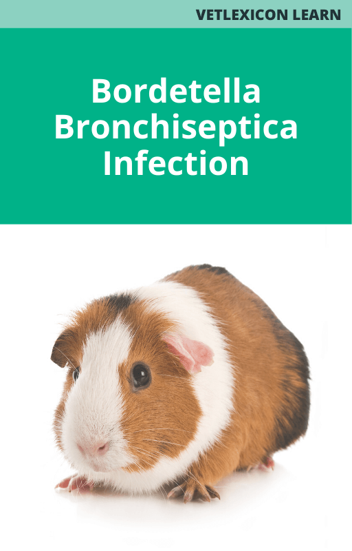Bordetella Bronchiseptica Infection