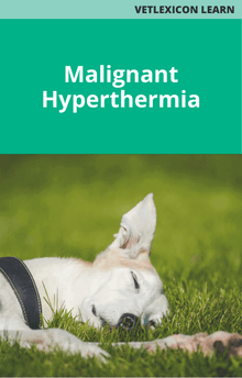 Canine Malignant Hyperthermia