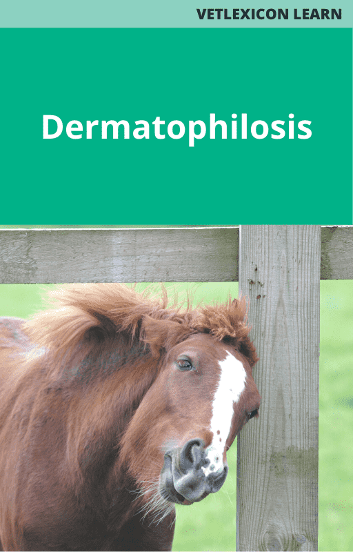 Dermatophilosis