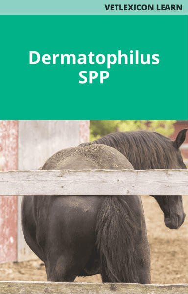 Dermatophilus spp