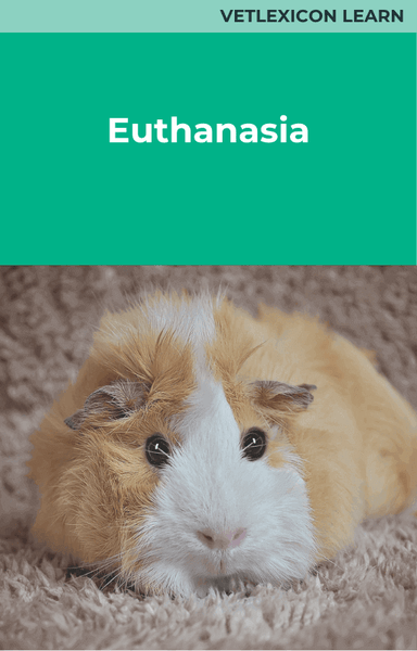 Euthanasia (Guinea Pig)