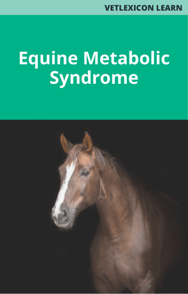 Equine Metabolic Syndrome