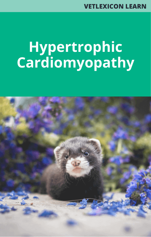 Ferret Hypertrophic Cardiomyopathy