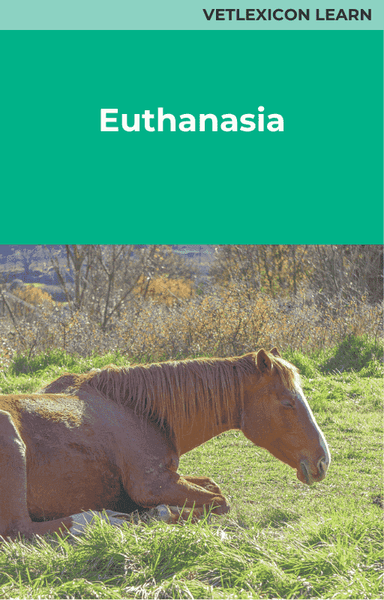 Euthanasia (Equine)