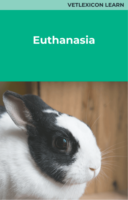 Euthanasia (Rabbit)