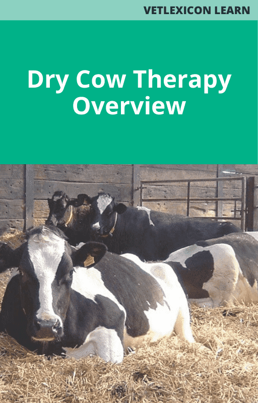Dry Cow Therapy Overview