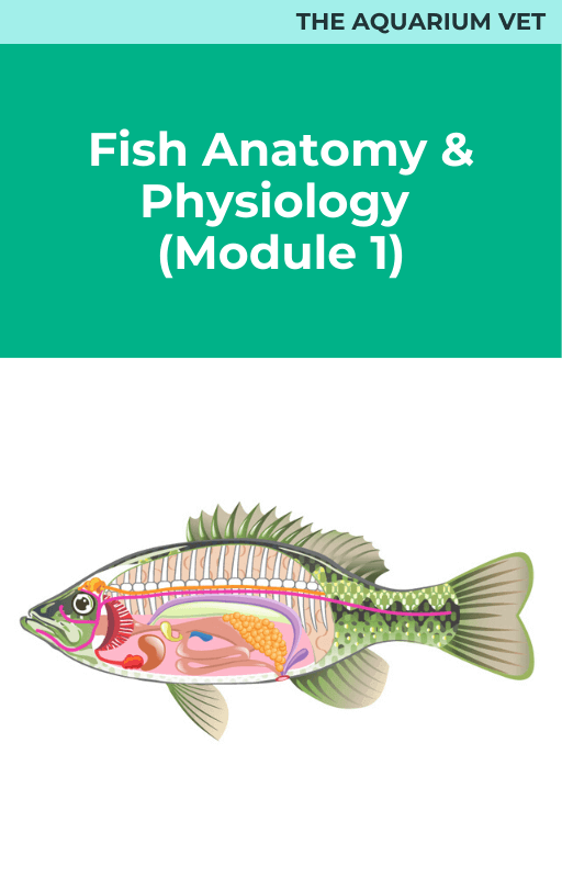 Fish Anatomy and Physiology (Module 1)