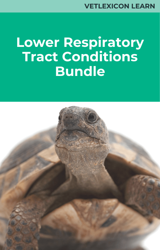 Reptile Lower Respiratory Tract Conditions Course Bundle