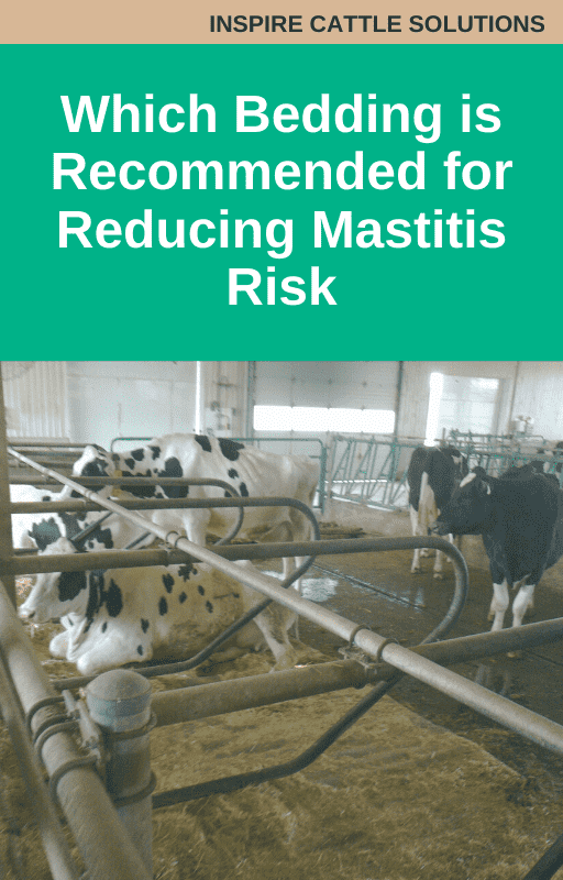 Which Bedding is Recommended for Reducing Mastitis Risk
