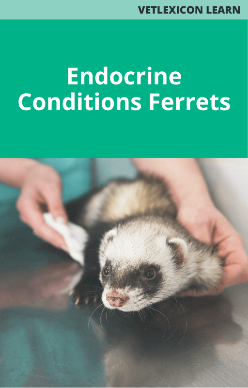 Ferret Endocrine Conditions