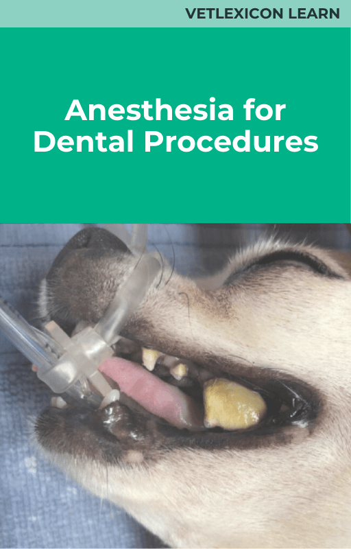Anesthesia for Dental Procedures (Canine)