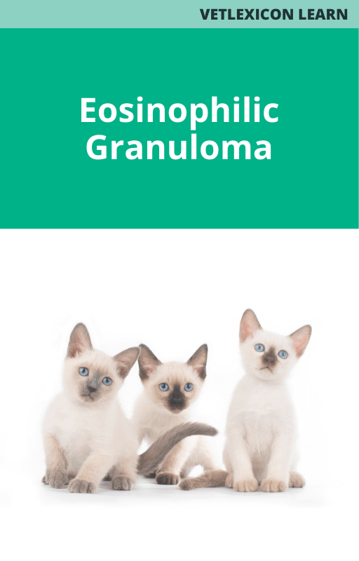 Feline Eosinophilic Granuloma