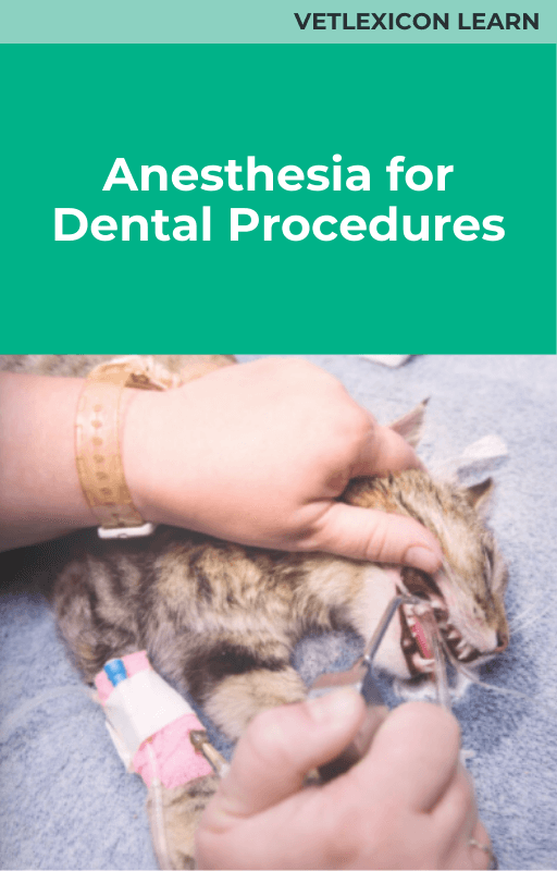 Anesthesia for Dental Procedures (Feline)