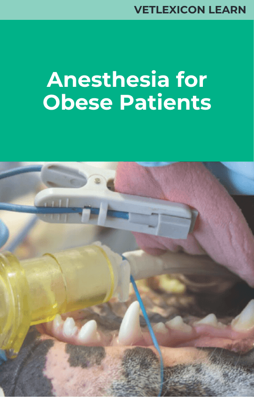 Anesthesia in Obese Patients (Canine)