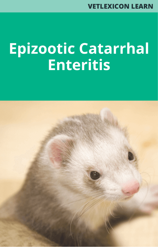 Ferret Epizootic Catarrhal Enteritis