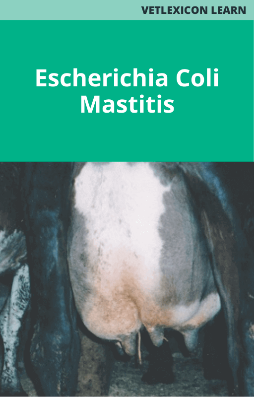 Escherichia Coli Mastitis