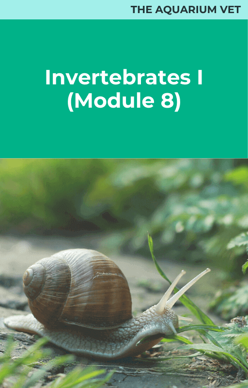 Invertebrates I (Module 8)