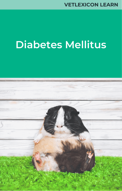 Guinea Pig Diabetes Mellitus