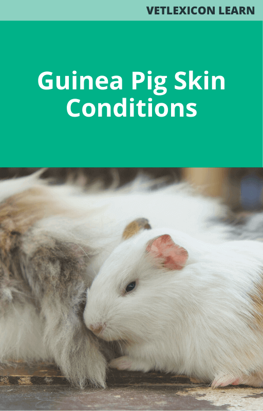 Guinea Pig Skin Conditions