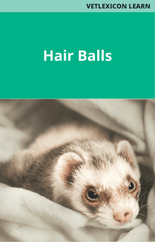Ferret Hair Balls