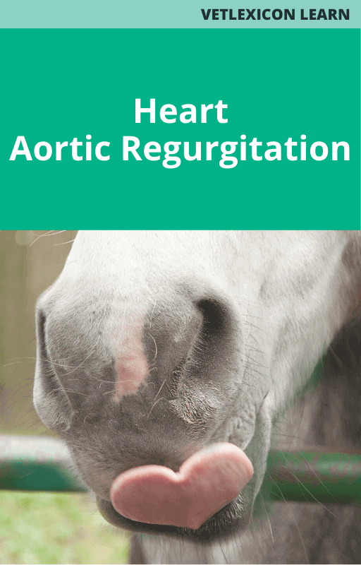 Equine Heart Aortic Regurgitation